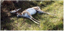 FWP Seeks Assistance In Wildlife Deaths