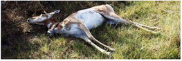 FWP Seeks Assistance In Wildlife Deaths