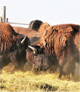 Tribes Buffalo Program  Transfers Bulls