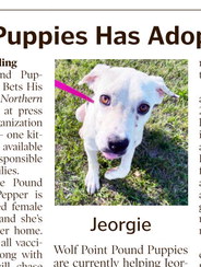 Pound Puppies Has Adoptable Pets