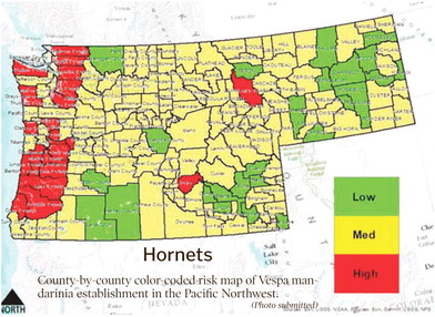 MSU Publishes Research On Asian Giant Hornets