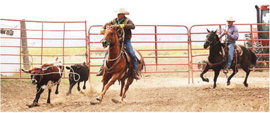 Steppler Ranch Wins  Ranch Rodeo Circuit Finals