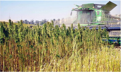 Hemp Growers