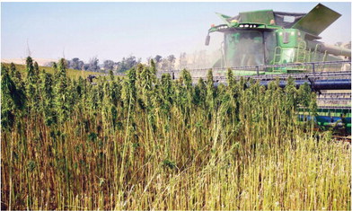 Hemp Growers 
	Morgan and Logan ….