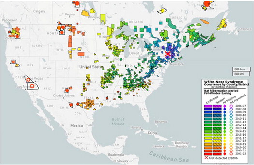 Agency Proposes Endangered Status For North American Bat