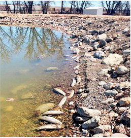 Anglers Encouraged To Report Winterkill Observed