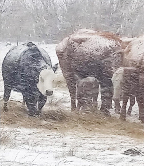 Strong Snow Storms Hit Area