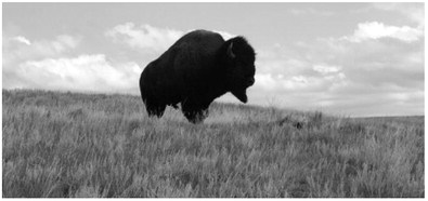 MSU, Partners Receive Grant For Fort Peck Buffalo Trail