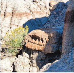 Museum Of The Rockies Excavates Hadrosaur Fossil From Makoshika Trail