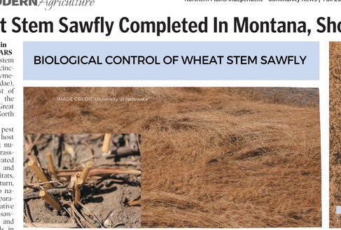 Wheat Stem Sawfly Completed In Montana, Shows Different