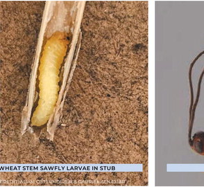 Shows Different Grasses More Susceptible Than Others