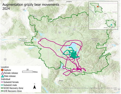 Yellowstone Bears Explore New Territory After Transplant