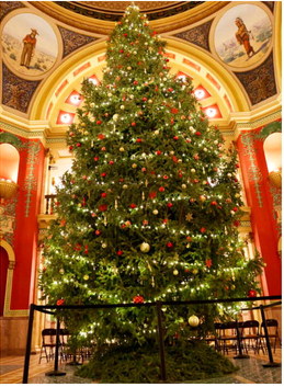 Montana’s Capitol Christmas  Tree Harvested Near Bozeman