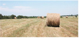 Should Farmers Buy Surplus Of Hay For Next Year?