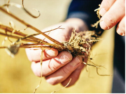 MSU Graduate Students Publish New Explorations  Of Wheat Stem Sawfly Management