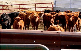 Governor Visits Middle Creek Farms For National Ag Month